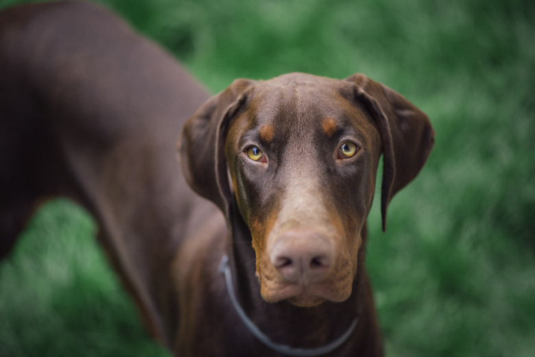Portrait of a doberman looking at camera.
