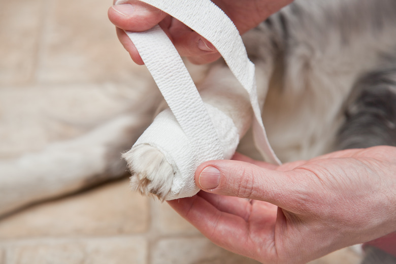 wrapping a dog's hurt paw