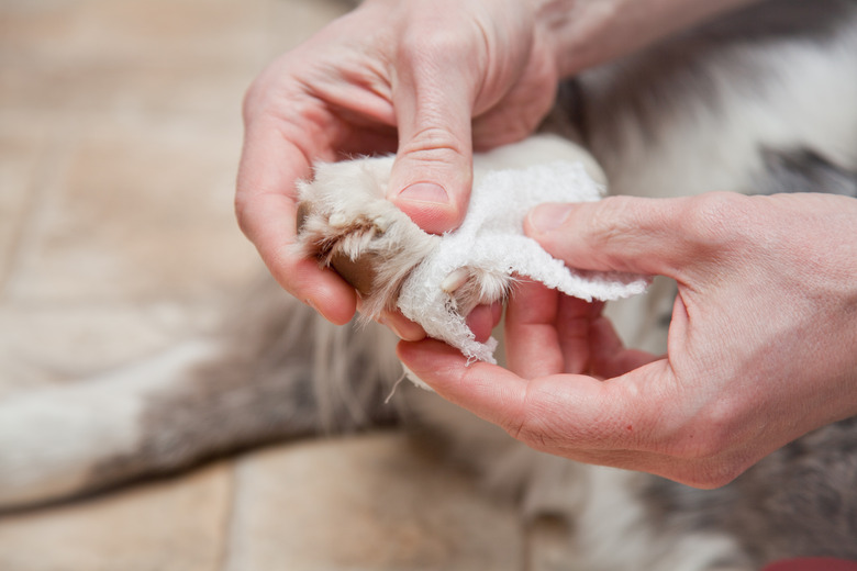 holding a dog's hurt paw