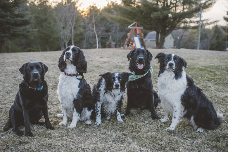 Five dogs sitting in a row