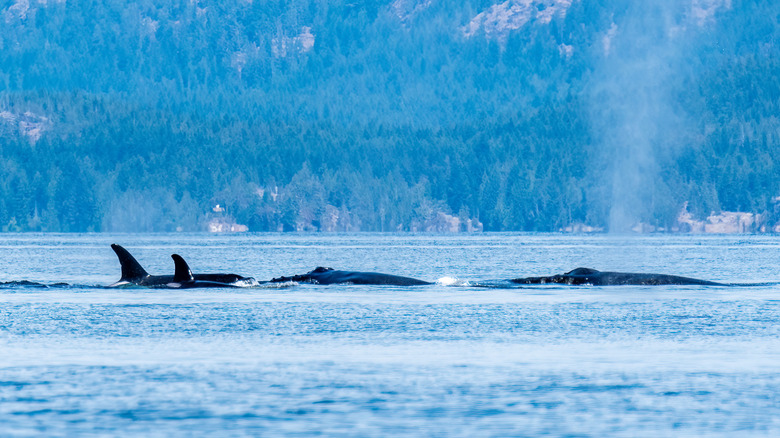 A pod of orcas meet a group of humpback whales in the ocean