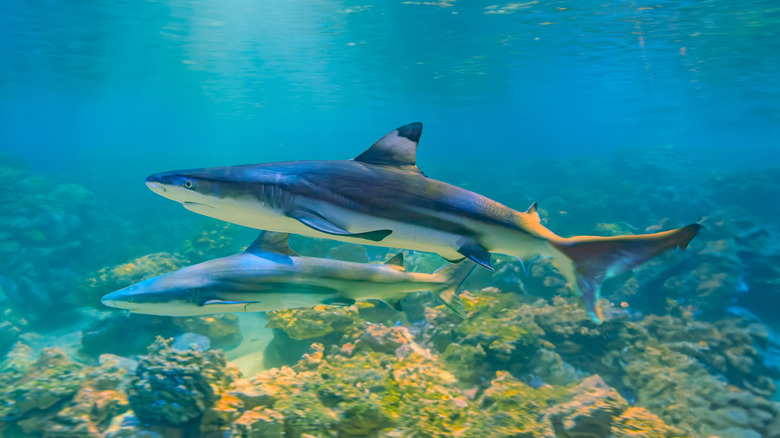 A pair of great white sharks swimming side by side