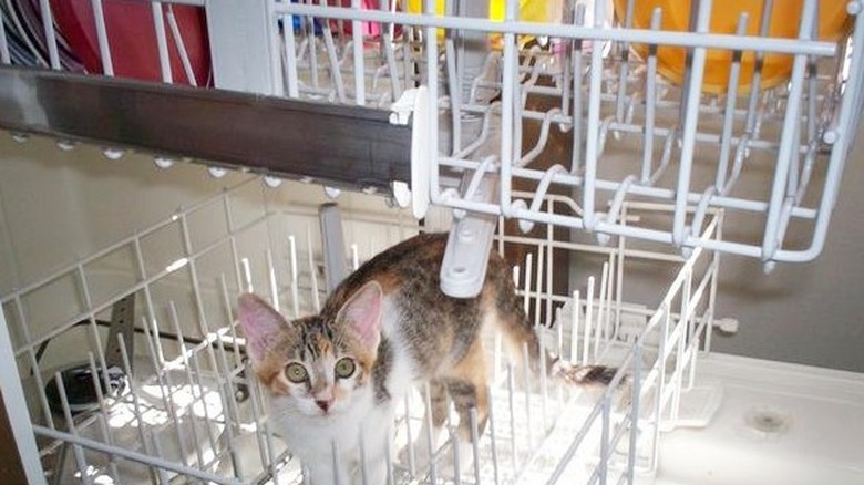 cat hiding in dishwasher