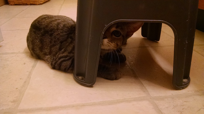 Cat hiding under a stepstool