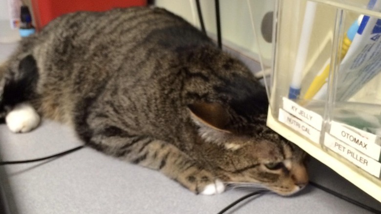 Cat trying to hide under a pen holder