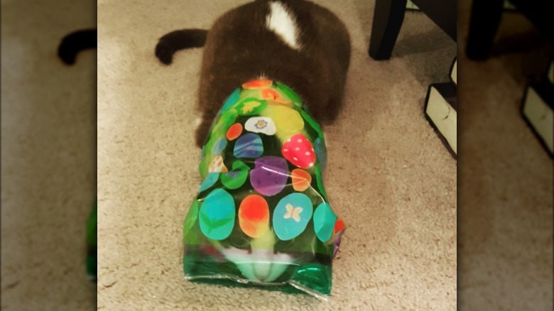 Cat with its head in a bag