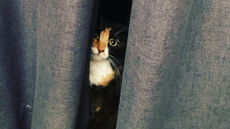cat hiding behind curtains
