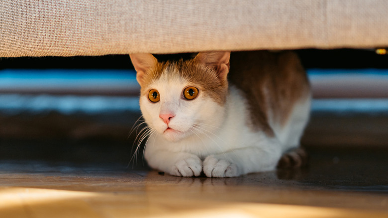 Orange and white cat hiding under a couch
