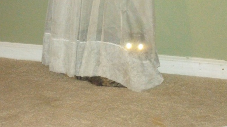 Cat hiding behind a curtain