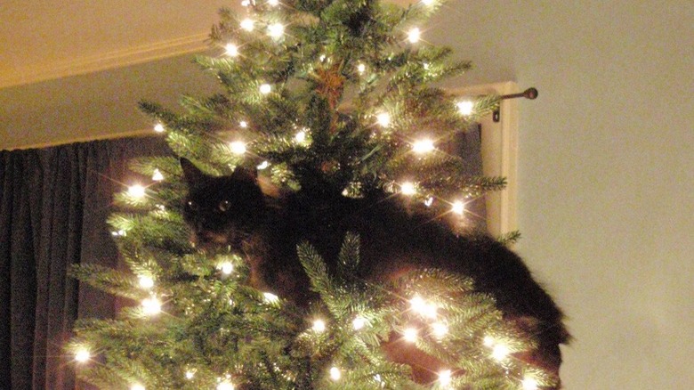 10 Cats Who Are Winning At Hide And Seek