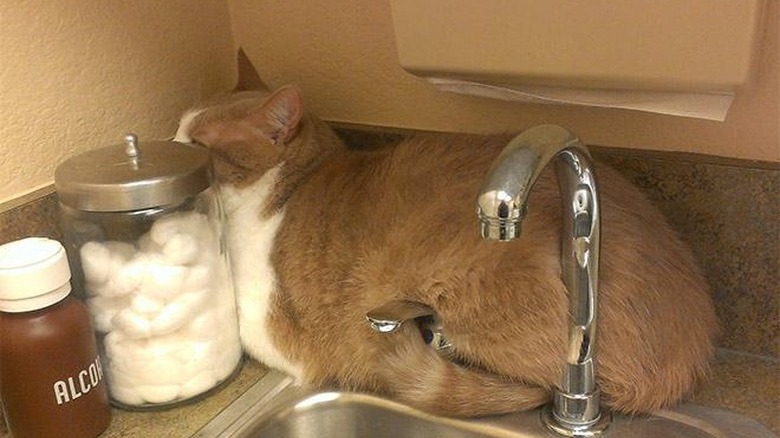 Cat sitting behind a sink