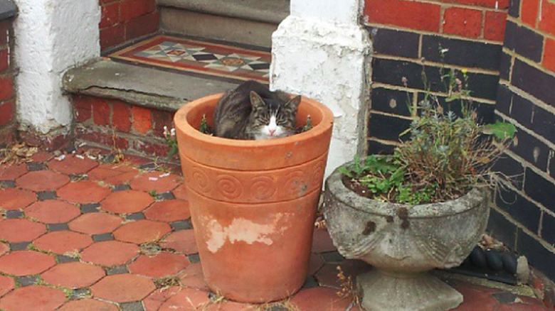 Cat sitting in a terracotta pot