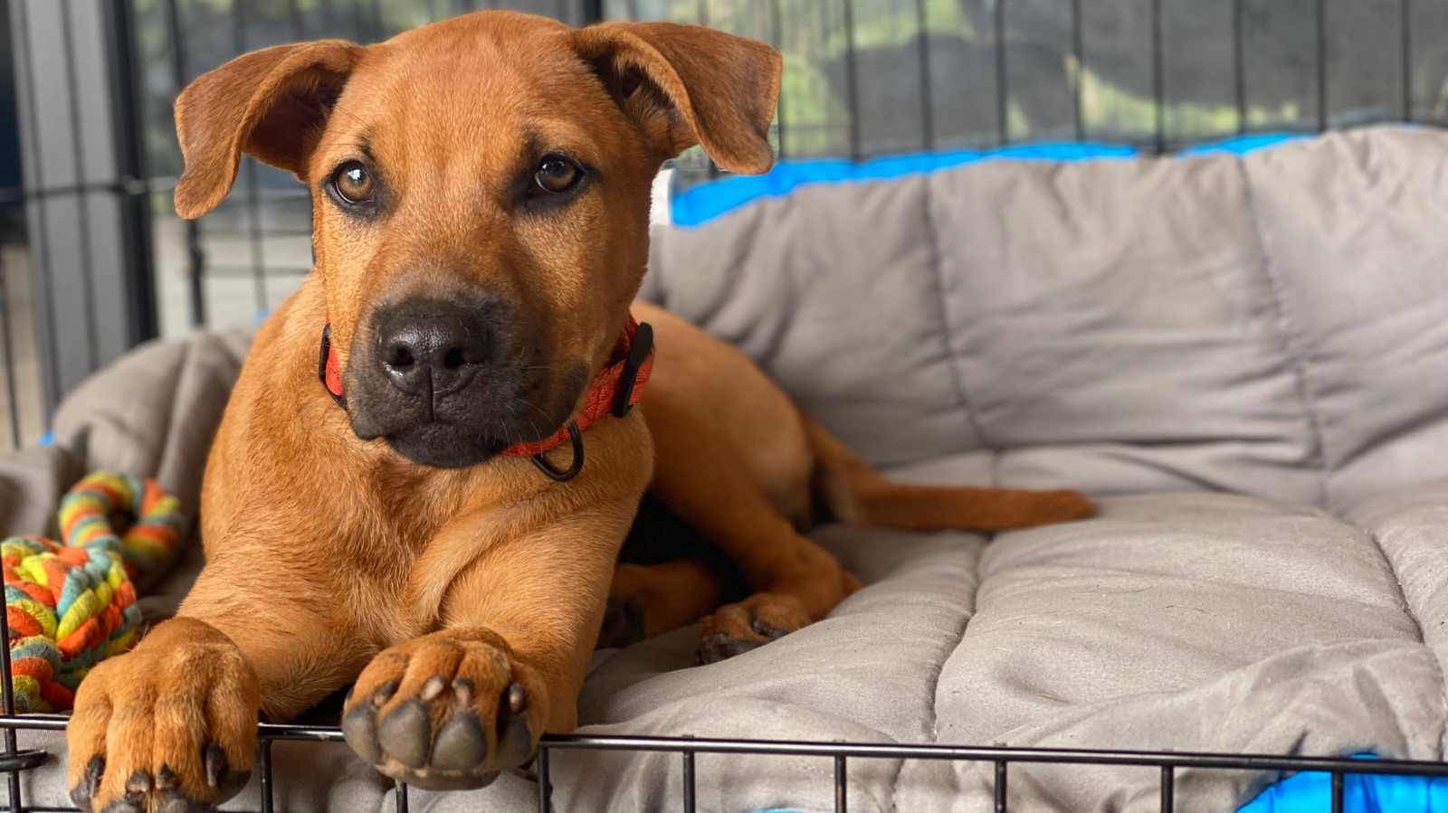 View of 11 Tips To Make Crate Training Your Puppy Easier