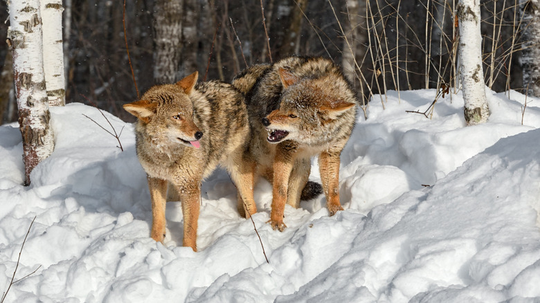 Two coyotes stand in the snow, with one sticking its tongue out and the other snarling at it