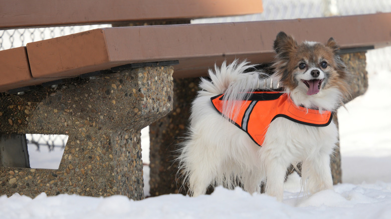 A Papillion stands in the snow, wearing a bright orange coyote vest with spikes on it