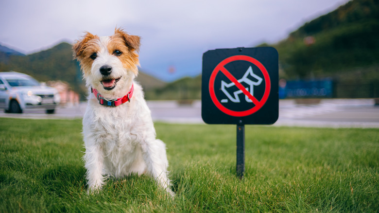 A smiling Jack Russell terrier sits on a green lawn in front of a "no pooping" sign