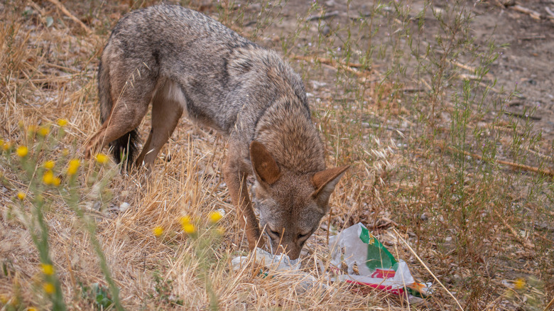 A coyote in dry terrain has its head down, picking through fast food scraps