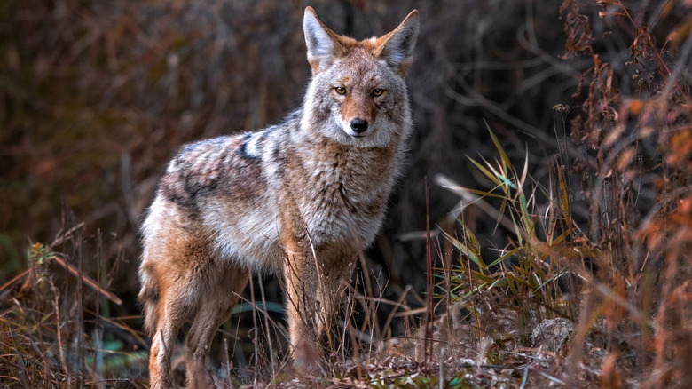 A coyote with thick fur stands against a backdrop of brown vegetation, staring into the camera