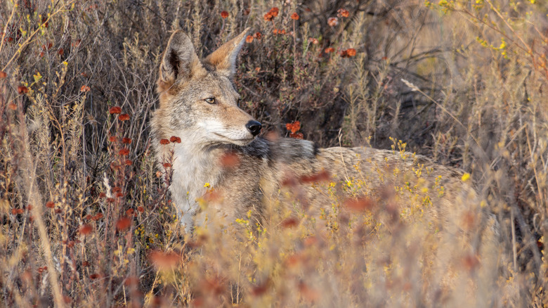 A young coyote perfectly blends into dry brown underbrush