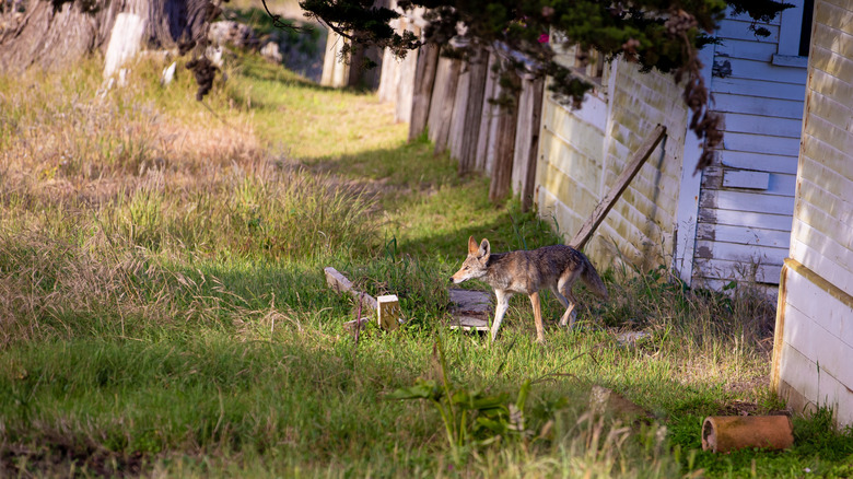 A lean coyote walks between buildings on a farm