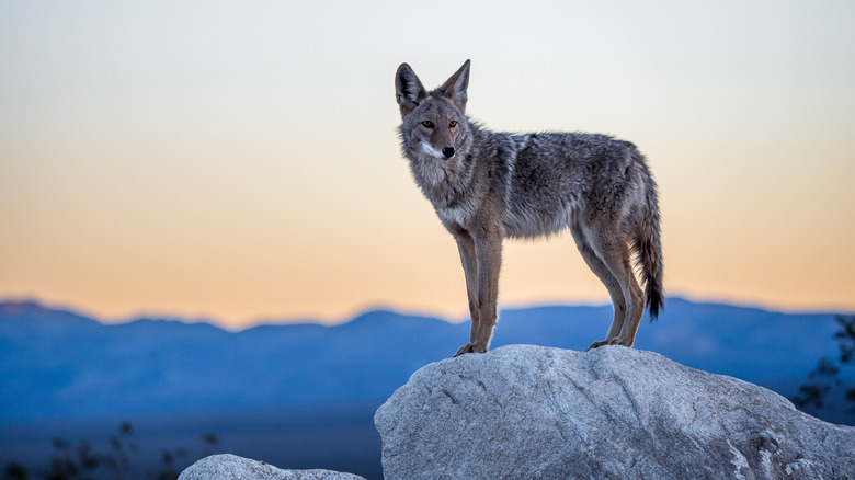 Side profile of a coyote standing on a rock against a picturesque mountain backdrop