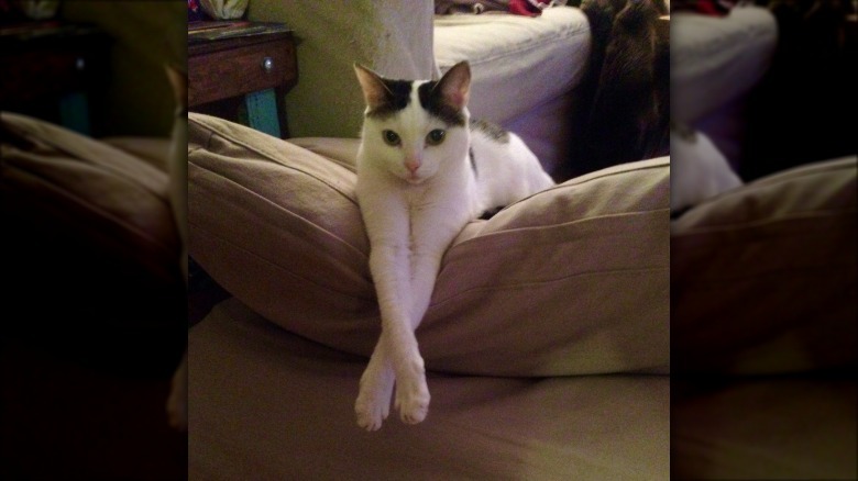 A black and white cat is leaning over a couch with their paws crossed over the pillows.