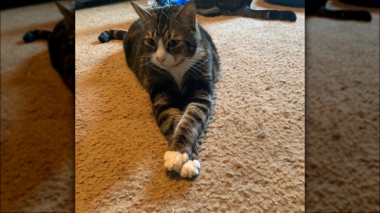 A cat has their legs crossed while on a carpet.
