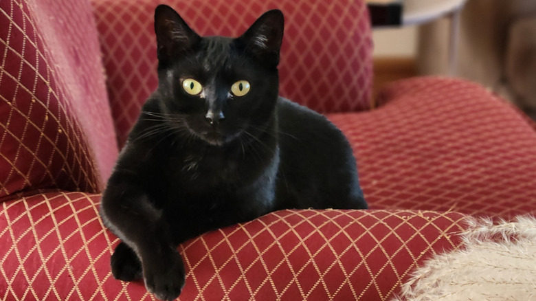 Black cat with crossed paws
