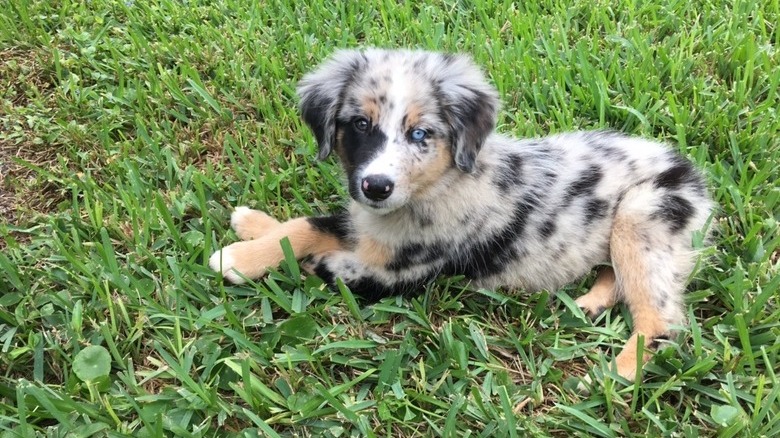 A cute Australian shepherd puppy has their front legs crossed while lounging in the grass.