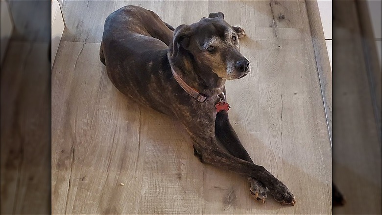 A dog is crossing their paws while on a hardwood floor.
