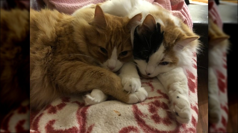 Two cats are cats cuddling with their paws overlapping.