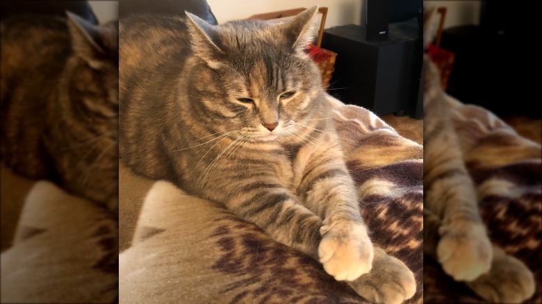 A cat is crossing their paws.