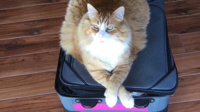 A cat has their legs crossed on a suitcase.
