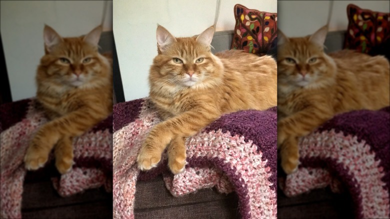 An orange cat is crossing their paws.