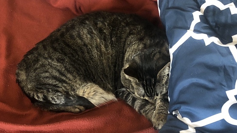 A sleepy cat is crossing their paws while on a bed.