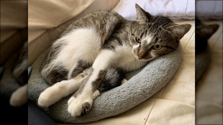 A cat has their legs crossed while on a gray cat bed.