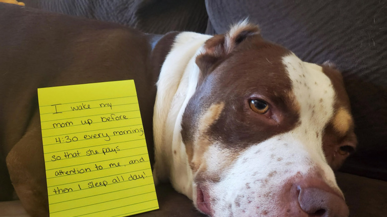 Dog laying next to note that says "I wake my mom up before 4:30 every morning so that she pays attention to me, and then I sleep all day!"
