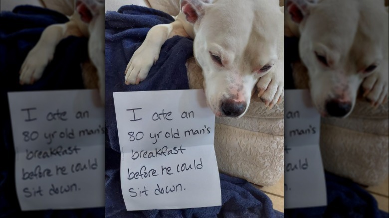 Dog laying next to sign that says "I at an 80 yr old man's breakfast before he could sit down."