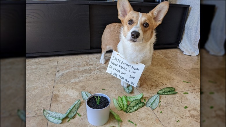 Dog wearing sign that says "I kept eating Mom's indoor plants, so she got a fake one... but I ate that one too."