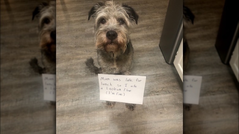 Dog wearing sign that says "Mom was late for lunch, so I ate a linoleum floor. (I'm fine.)"