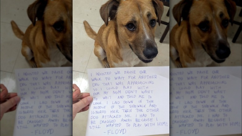 Dog sitting next to note about trying to play with an aggressive dog.