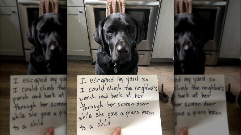 Dog sitting next to sign that says "I escaped my yard so I could climb the neighbor's porch and bark at her through her screen door while she gave a piano lesson to a child."