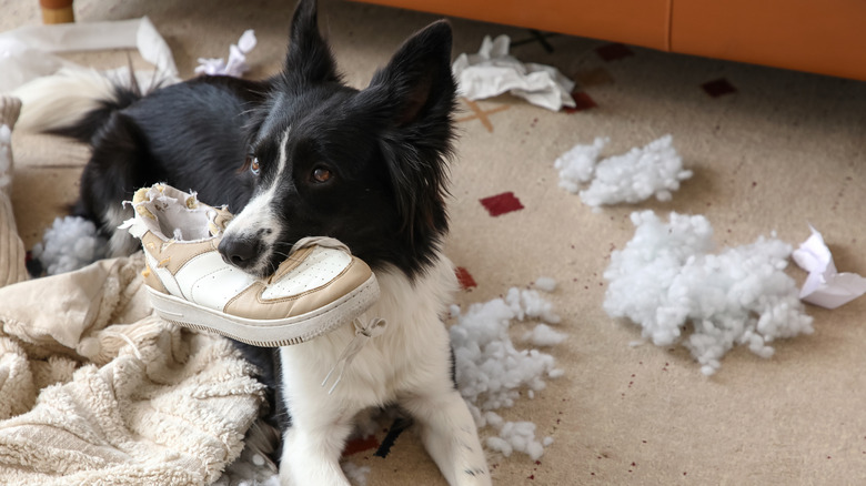 Border collie chewing a shoe