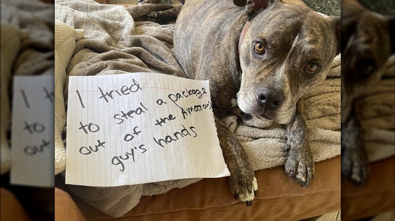 Dog laying next to sign that says "I tried to steal a package out of the Amazon guy's hands."