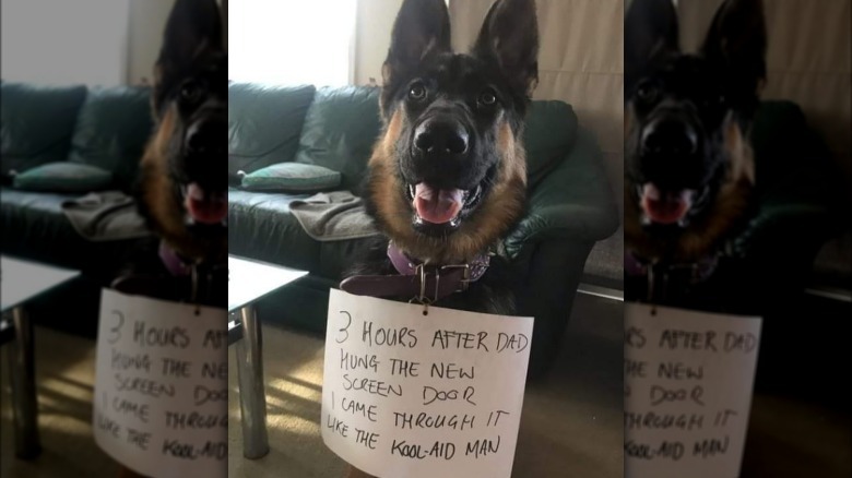 Dog wearing sign that says "3 hours after dad hung the new screen door, I came through it like the Kool-Aid Man."