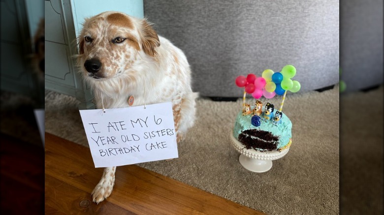 Dog wearing sign that says "I ate my 6 year old sister's birthday cake."
