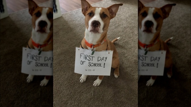 Dog wearing sign that says "First day of school!"