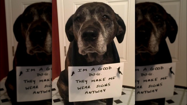 Dog wearing sign that says "I'm a good dog. They make me wear signs anyway."