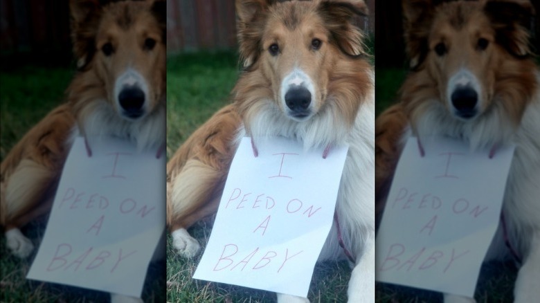Dog wearing sign around neck that says "I peed on a baby."