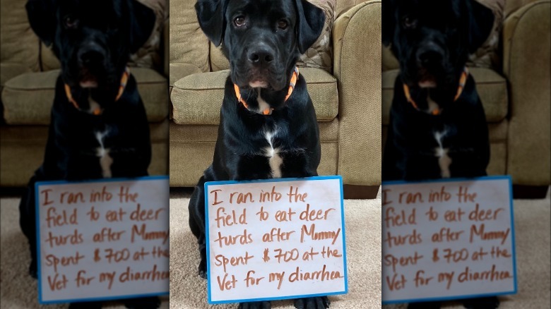 Dog wearing sign that says "I ran into the field to eat deer turds after Mommy spent $700 at the vet for my diarrhea."